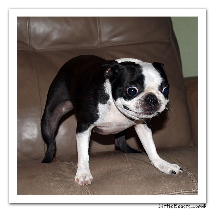 Bug eyed hot sale boston terrier