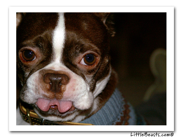 boston terrier photo of the week