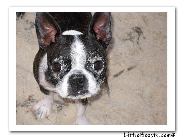 boston terrier photo of the week