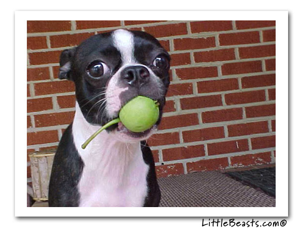 boston terrier photo of the week