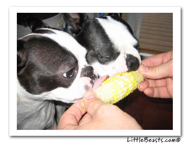 boston terrier photo of the week