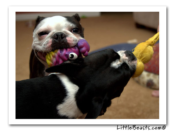 boston terrier photo of the week