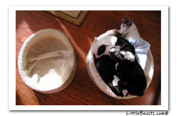 boston terrier photo of the week