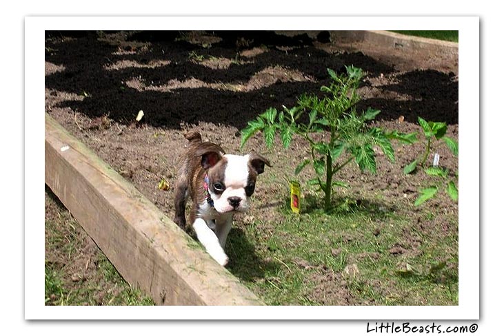 boston terrier photo of the week