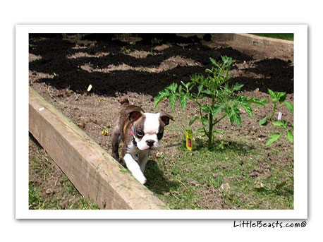 boston terrier photo Beans