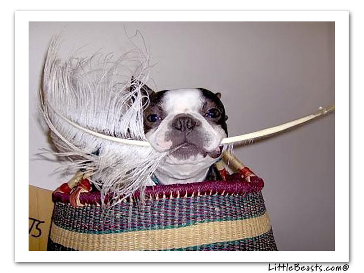 boston terrier photo of the week