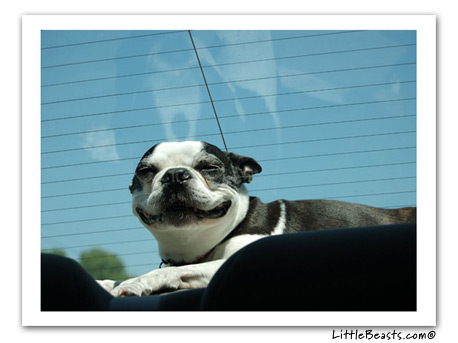 boston terrier photo norton