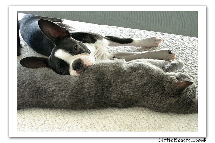 boston terrier photo of the week