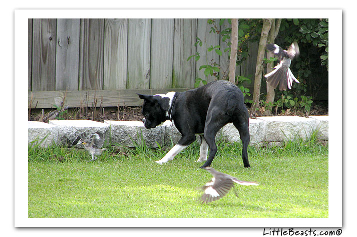 boston terrier photo of the week