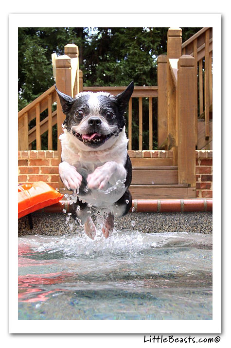 boston terrier photo of the week