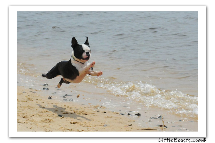 boston terrier photo of the week