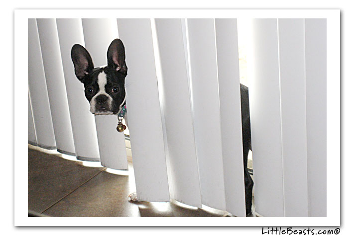 boston terrier photo of the week