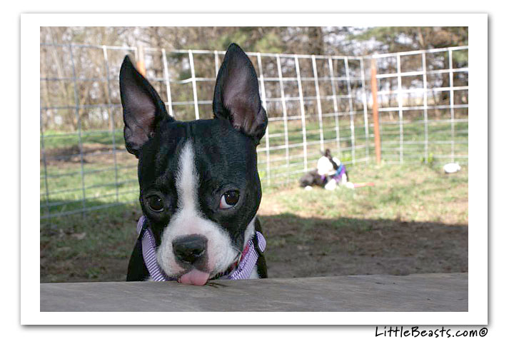 boston terrier photo of the week