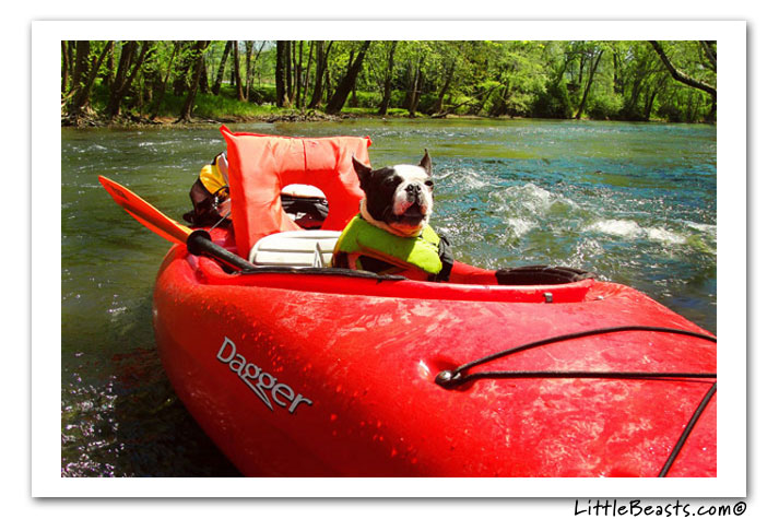 boston terrier photo of the week