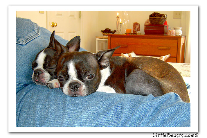 boston terrier photo of the week