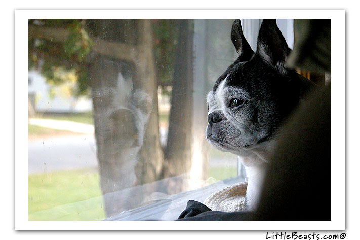 boston terrier photo of the week