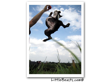 boston terrier photo 