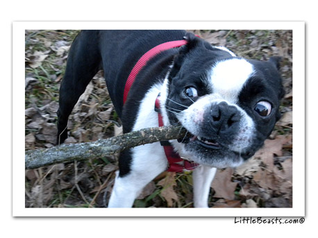 boston terrier photo 