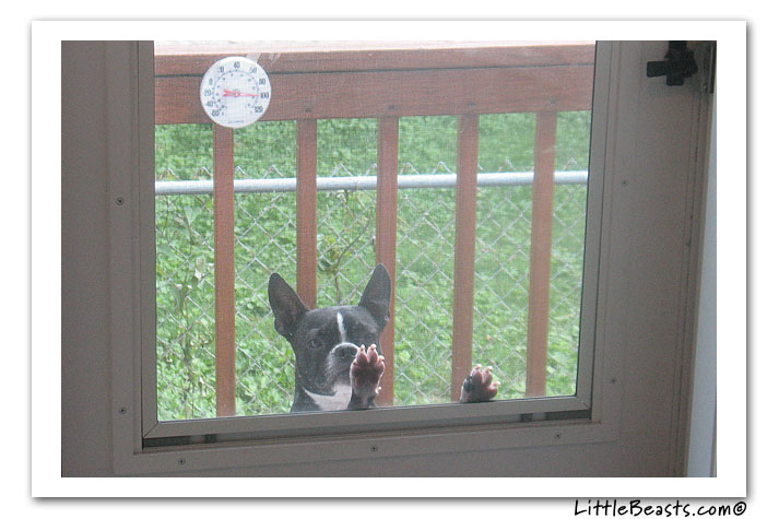 boston terrier photo of the week