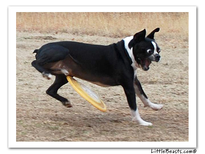 boston terrier photo of the week