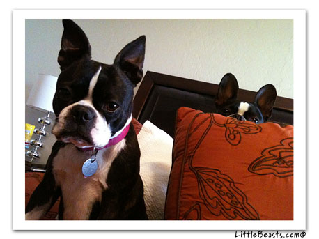 boston terrier photo 