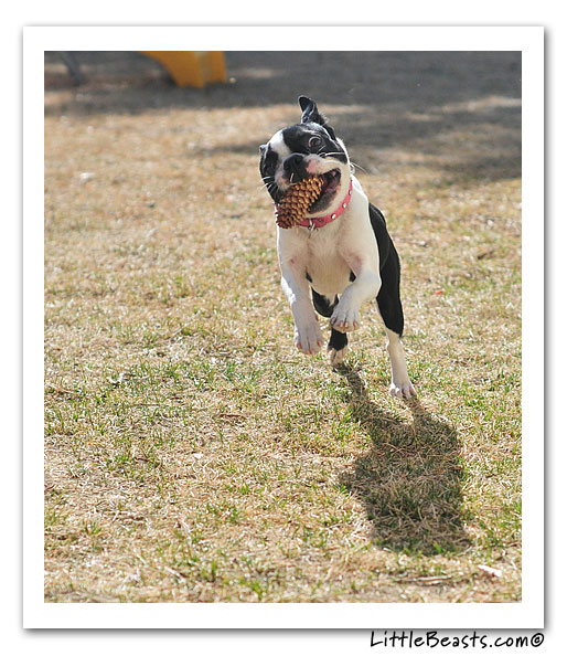 boston terrier photo of the week