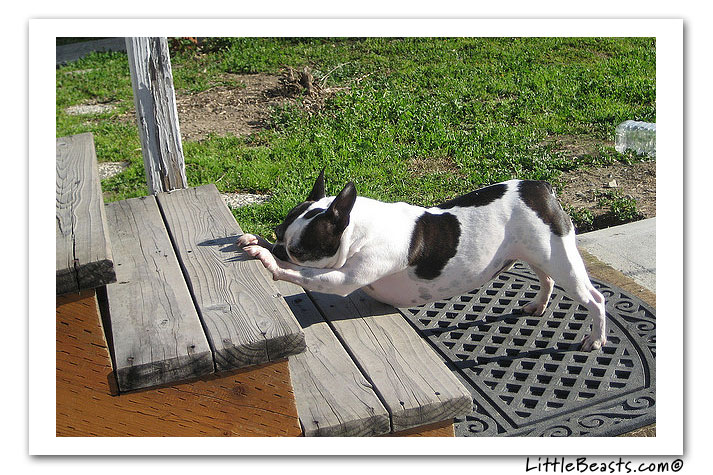 boston terrier photo of the week