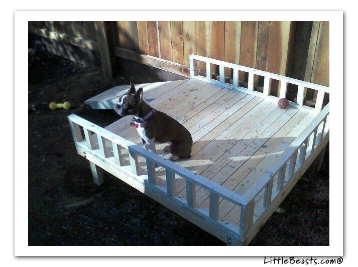 boston terrier photo of the week