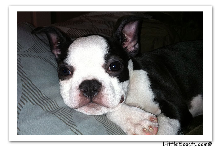 boston terrier photo of the week