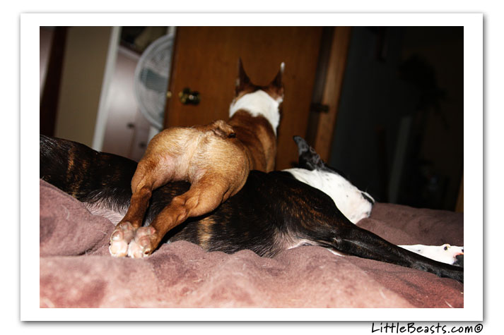 boston terrier photo of the week