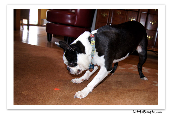 boston terrier photo of the week