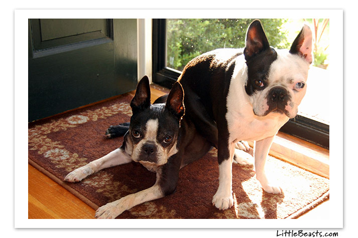 boston terrier photo of the week