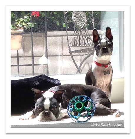 boston terrier photo of the week