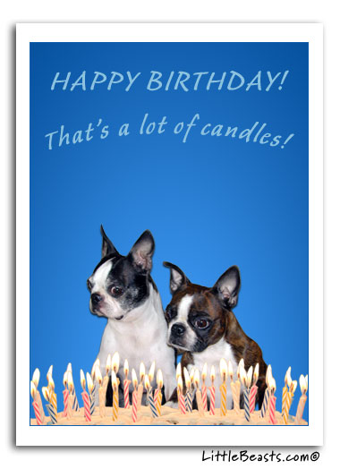 Boston Terrier Ecards - Birthday Card