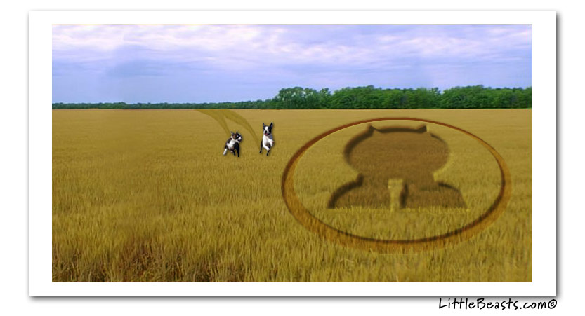 Boston terrier Fun cards - Cuz Crop Circle