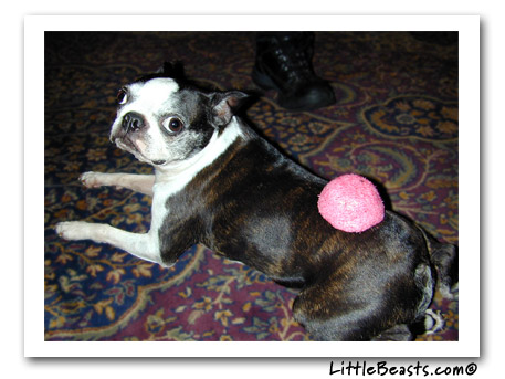 Boston Terrier & snowball