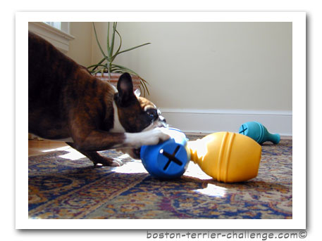 The Dog Geek: Puzzle Toy Review: Kong Genius Leo
