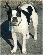 lost boston terrier maine